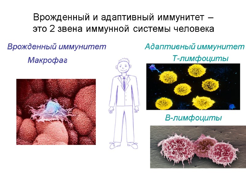 Врожденный и адаптивный иммунитет –  это 2 звена иммунной системы человека Врожденный иммунитет